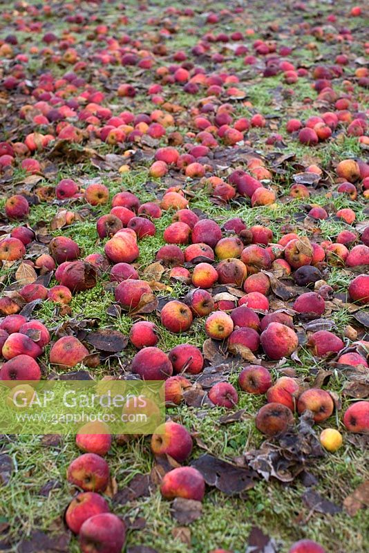 Fallen Apples rotting on lawn with frost
