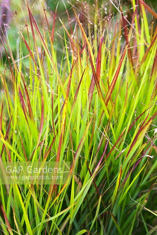 Panicum virgatum 'Rehbraun' 