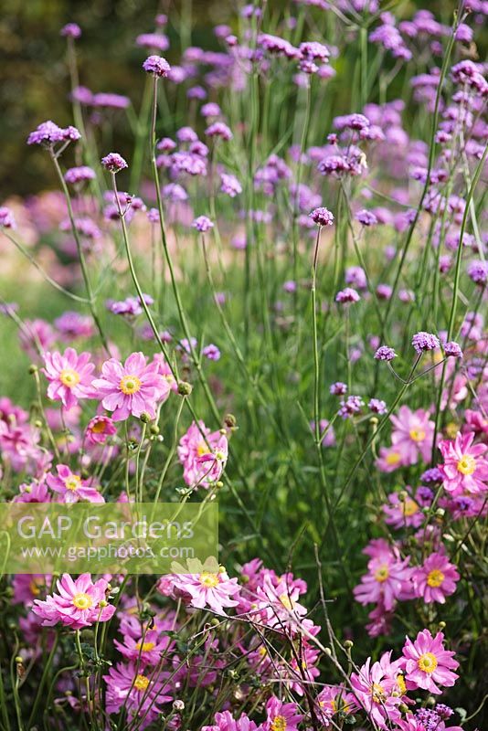 Anemone hupehensis var. japonica 'Prinz Heinrich' and Verbena bonariensis