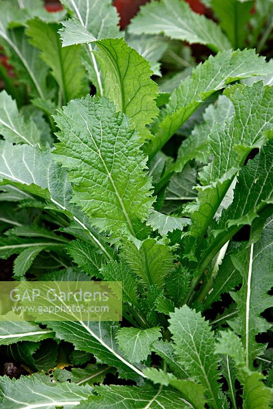 Brassica 'Sheurifong Improved' - Mustard overwintered greenhouse crop in February from a September sowing