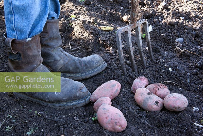 Man standing by newly harvested potatoes