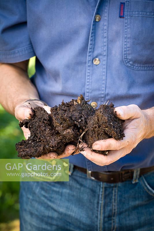 Handful of garden compost