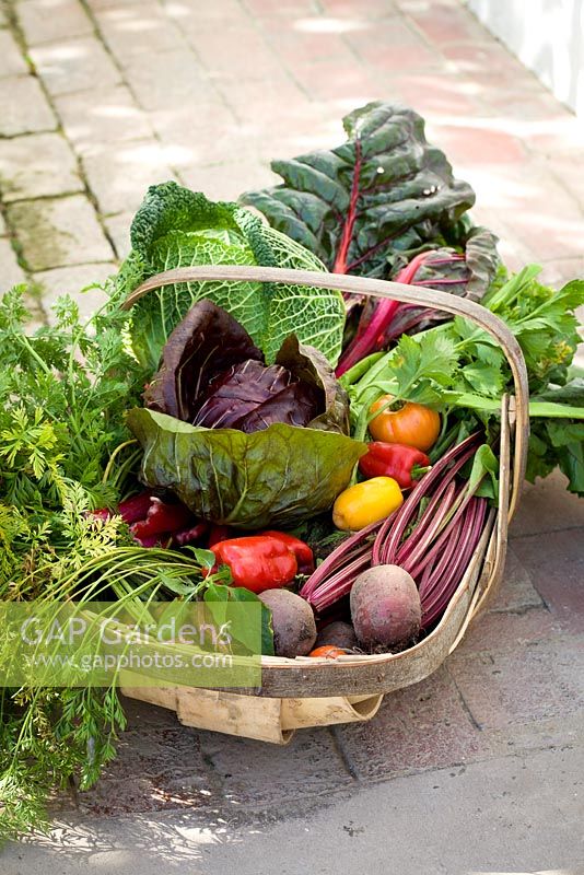 Wooden trug full of vegetable harvest including cabbage, chard, lettuce, peppers, carrots and beetroot