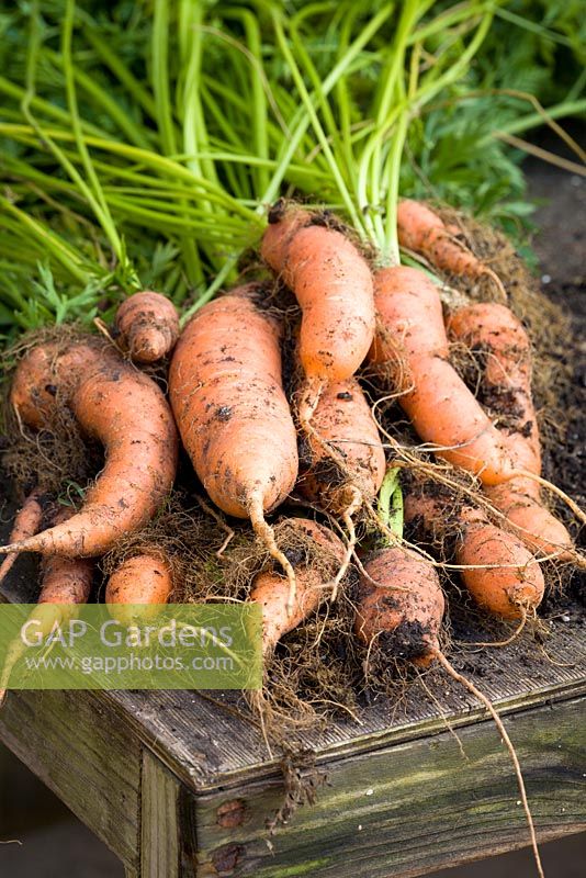 Harvested bunch of carrots