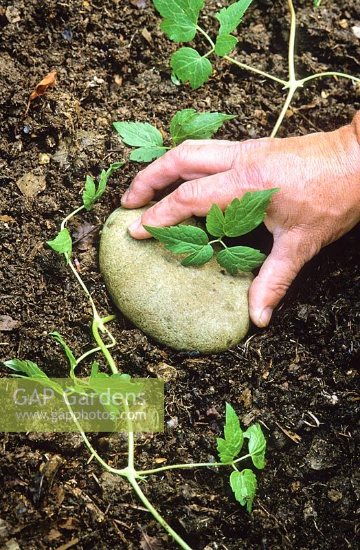 Layering a clematis. Weighing down a stem with a stone to keep it in contact with the soil