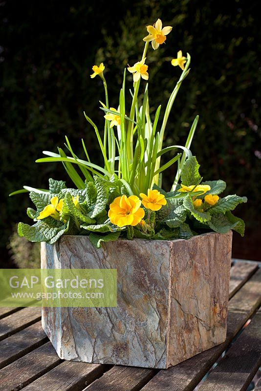 Hexagonal slate container on garden bench planted with Primula and Narcissus 'Tete a tete'