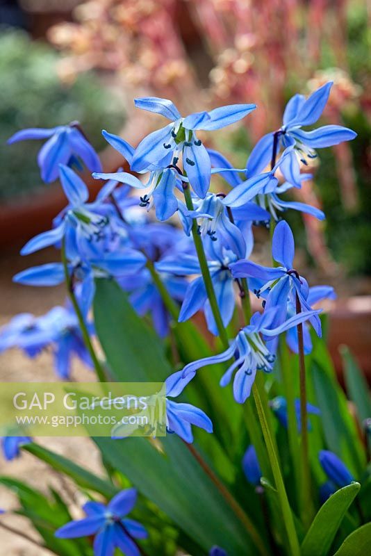 Scilla siberica 'Spring Beauty'