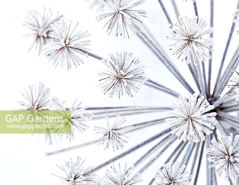 Angelica archangelica seedhead with hoar frost