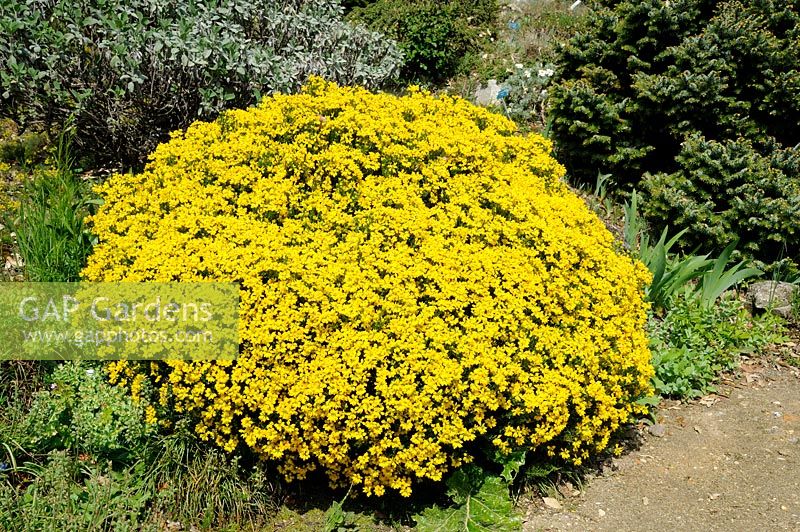 Genista hispanica - Spanish Broom