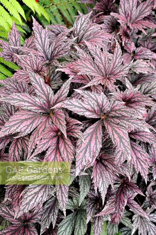 Begonia 'Benitochiba'