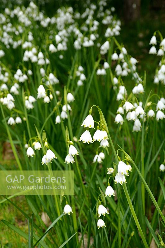 Leucojum vernum - Snowflakes