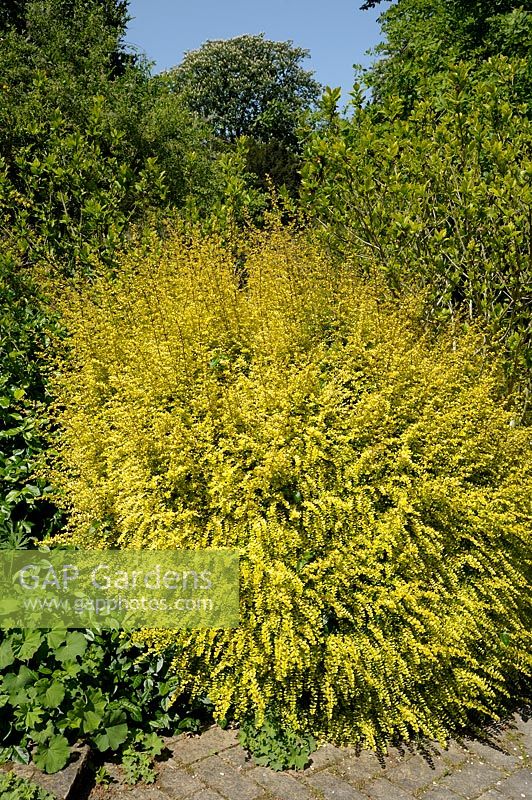 Lonicera nitida  'Baggesen's Gold' - Shrubby Honeysuckle