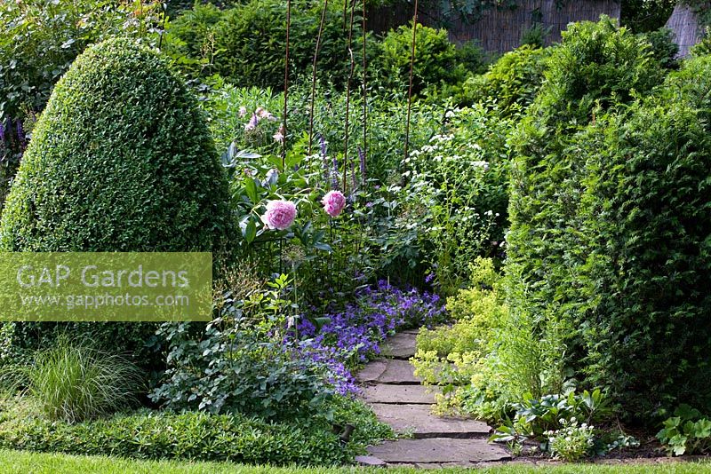 A flagstone pathway leading through box and yew topiary underplanted with Alchemilla mollis, Buxus, Campanula portenschlagiana, Paeonia and Taxus 