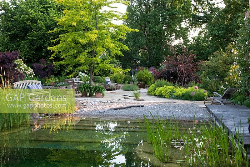 Natural swimming pool with pebble 'beach zone', meandering canal in flagstone paving, different rest areas, perennials and shrubs against the background big trees. Planting includes Agapanthus, Alchemilla mollis, Cotinus coggygria 'Royal Purple', Gleditsia triacanthos 'Sunburst', Physocarpus opulifolius 'Diabolo', Ranunculus lingua and Typha 
