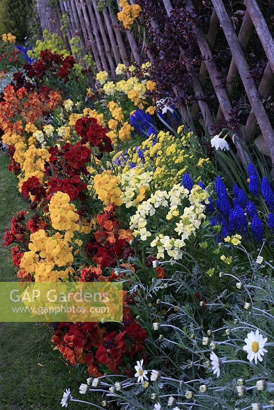 Colourful Spring border with bedding and bulbs - Muscari armeniacum, Alyssum saxatile and Anthemis cupaniana