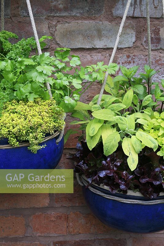 Herbs and salads growing in suspended blue glazed bowls - Coriander, parsley and Thymus pulegioides 'Archer's Gold' with Red lettuce 'Gaillarde', variegated sage, Salvia officinalis 'Icterina', golden marjoram and mint
 
