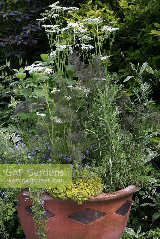 Decorative and useful herbs growing in a terracotta pot inlaid with metal cut outs - Caraway, Carum carvi in flower with prostrate and upright rosemary, Thymus pulegioides 'Archer's Gold', purple fennel and apple mint