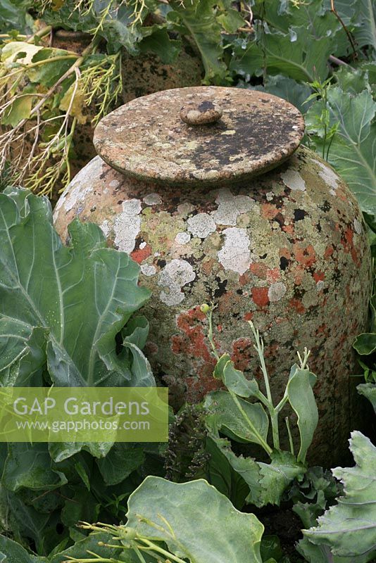 Beautifully weathered terracotta forcing pot amongst seakale plants