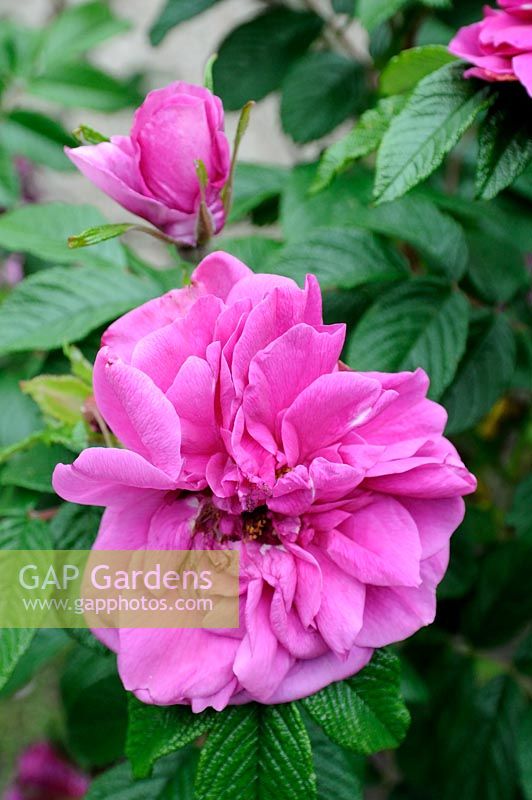 Rosa rugosa 'Roseraie de l'Hay'