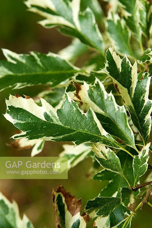 Quercus cerris 'Argenteovariegata' - Sir Harold Hillier Gardens, Ampfield, Romsey, Hants