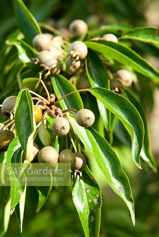 Pyrus pashia - Sir Harold Hillier Gardens, Ampfield, Romsey, Hants