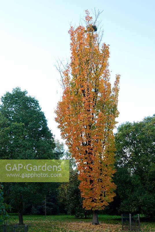 Acer saccharum 'Newton Sentry' - Sir Harold Hillier Gardens, Ampfield, Romsey, Hants, UK