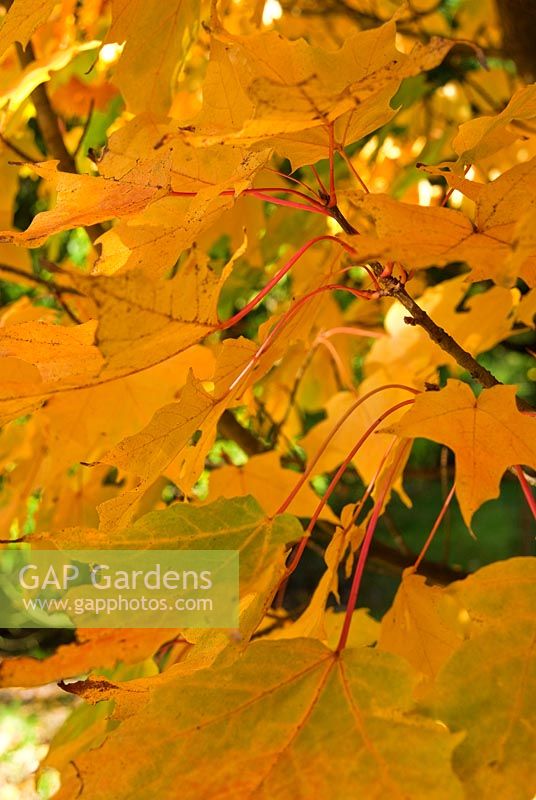 Acer saccharum 'Newton Sentry' - Sir Harold Hillier Gardens, Ampfield, Romsey, Hants, UK
