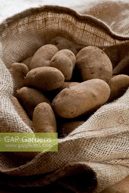 Hessian sack of potatoes 'Juliette', October