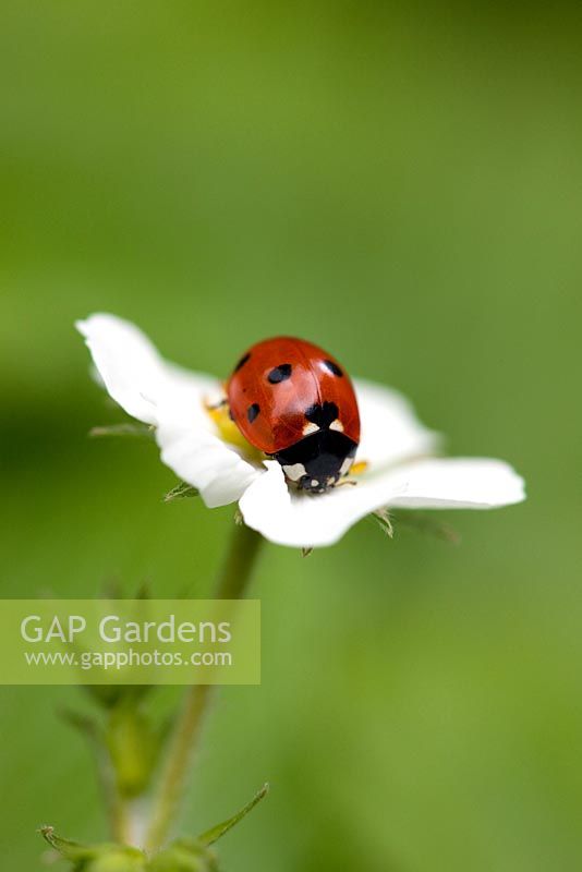 Ladybird sitting on a strawberry flower