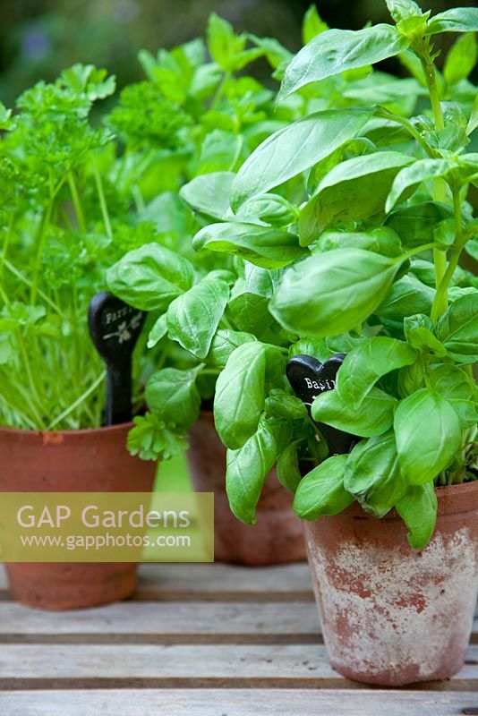 Herbs growing in pots. Basil and Parsley