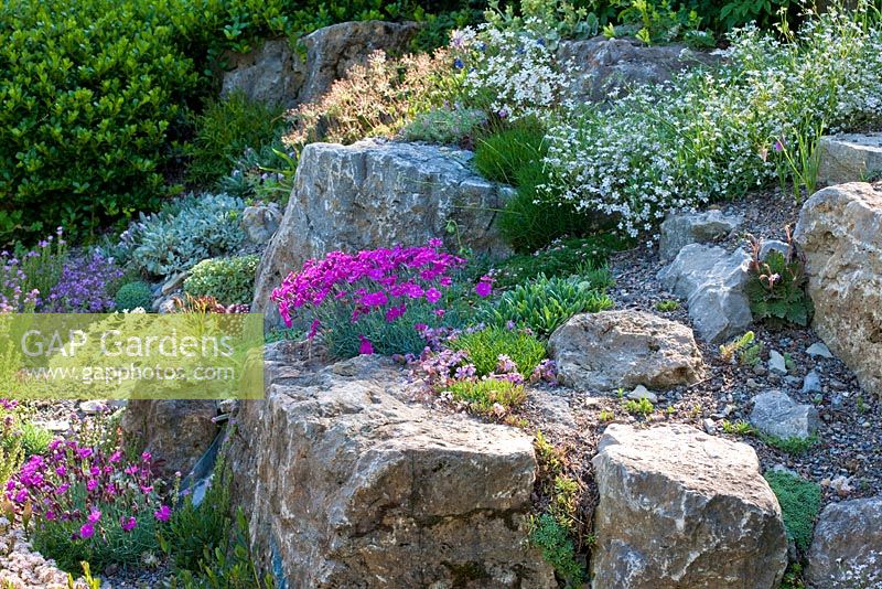 Flowering alpines in a rock garden -Arctostaphylos uva-ursi, Asperula gussonii, Dianthus alpinus, Dianthus gratianopolitanus, Dianthus pavonius, Gypsophila grazii, Gypsophila repens 'Alba' and Ramonda myconi