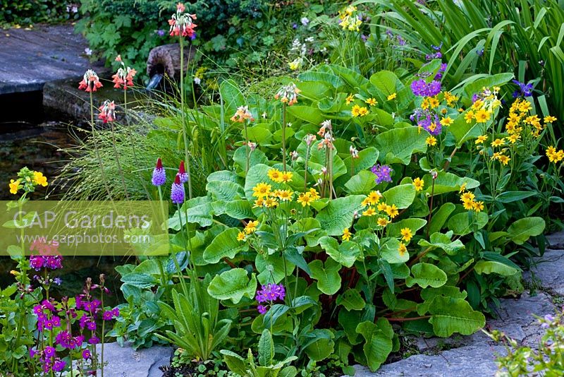 Planting near pond - Arnica sachalinensis, Carex brizoides, Mimulus guttatus, Mimulus luteus, Primula beesiana, Primula florindae, Primula japonica 'Millers Crimson' and Primula vialii