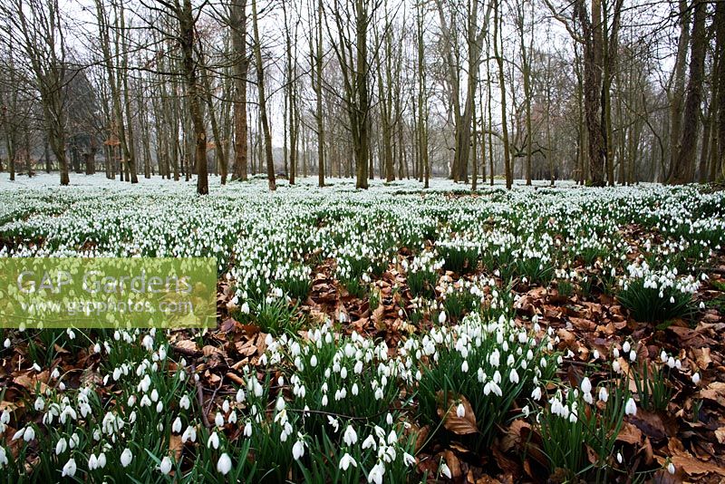 Galanthus nivali - Snowdrops at Welford Park, Berkshire 