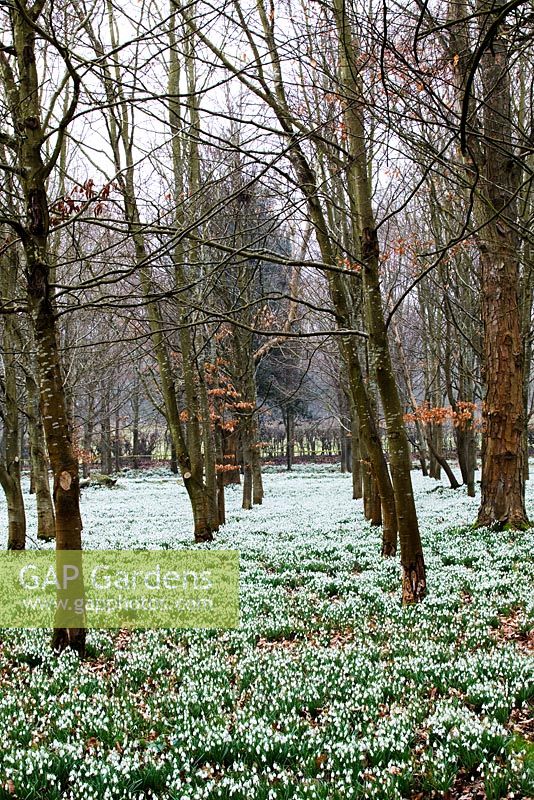 Galanthus nivalis - Snowdrops at Welford Park, Berkshire
