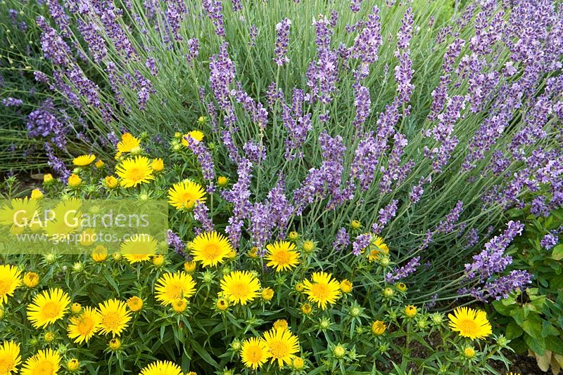 Lavandula angustifolia 'Hidcote Blue' and Buphthalmum salicifolium