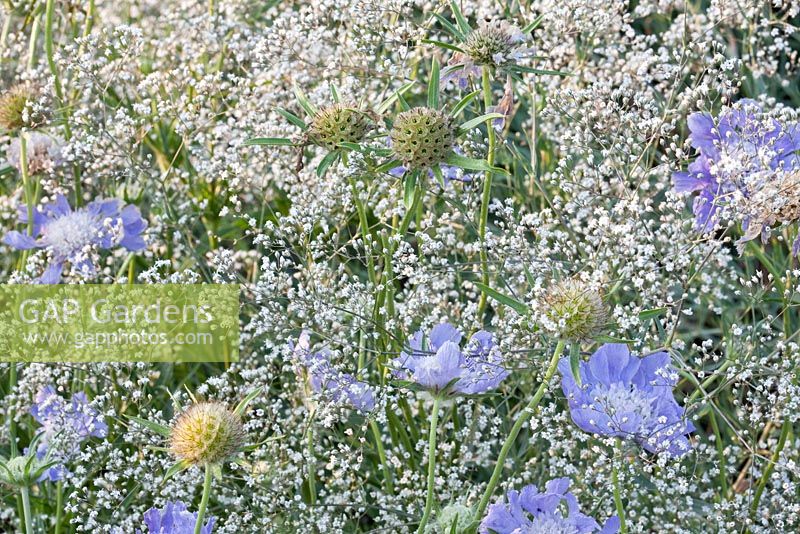 Scabiosa caucasica 'Perfecta' and Gypsophila paniculata 'Schneeflocke'