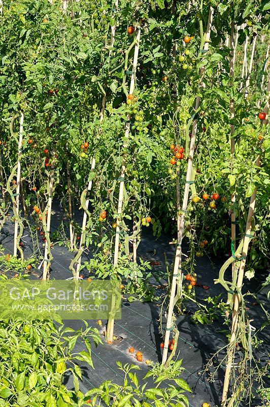 Tomato plants growing through black plastic sheet