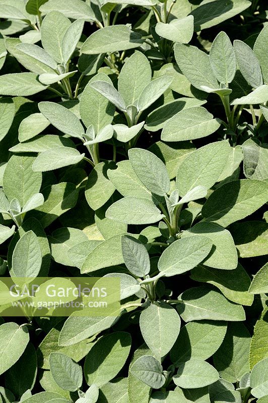 Salvia officinalis 'Berggarten' - Sage