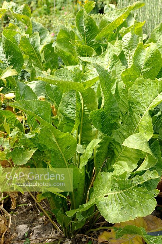 Armoracia rusticana - Horseradish