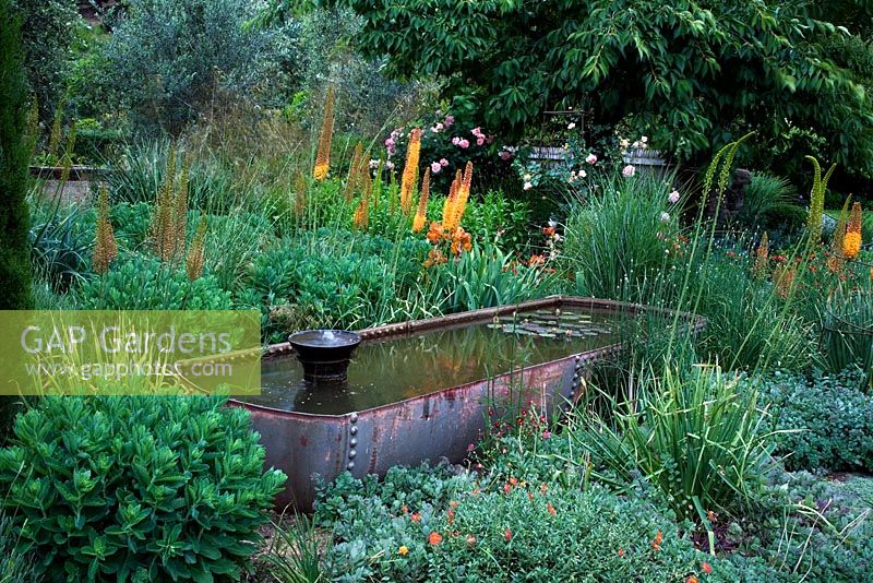 Eremurus shelford hybrid 'Cup Totem', Sedum 'Ruby Glow', Sedum 'Autumn Joy', mixed roses, Iris and Olive - Briar Dell 
