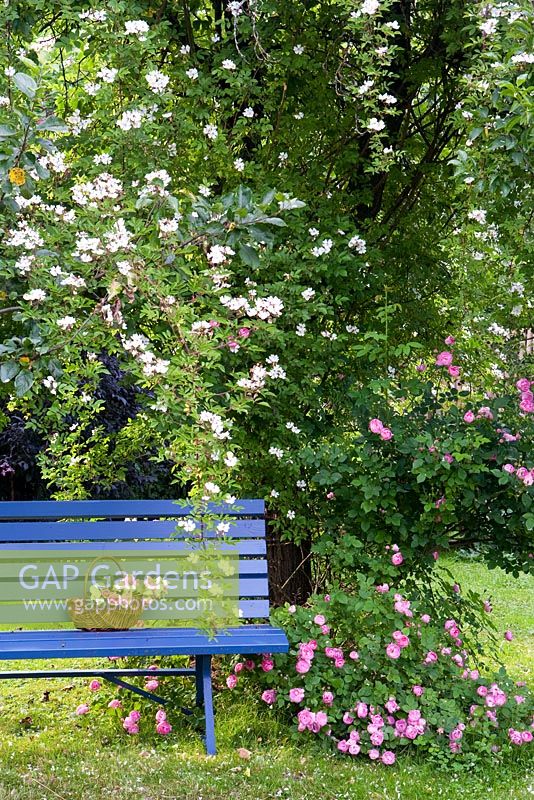 Blue wooden bench with Rosa 'Helenae' and Rosa 'Raubritter' climbing up tree