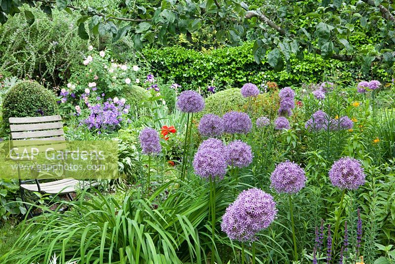 Wooden seat near bed of Allium x 'Globemaster', Rosa rubiginosa 'Fritz Nobis' and Geranium x magnificum