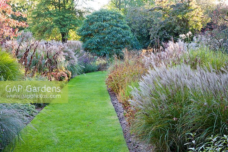 Formal grass pathway through mixed autumn border including Miscanthus, Sedum, Aster - The Long Walk garden, Knoll Gardens, Dorset