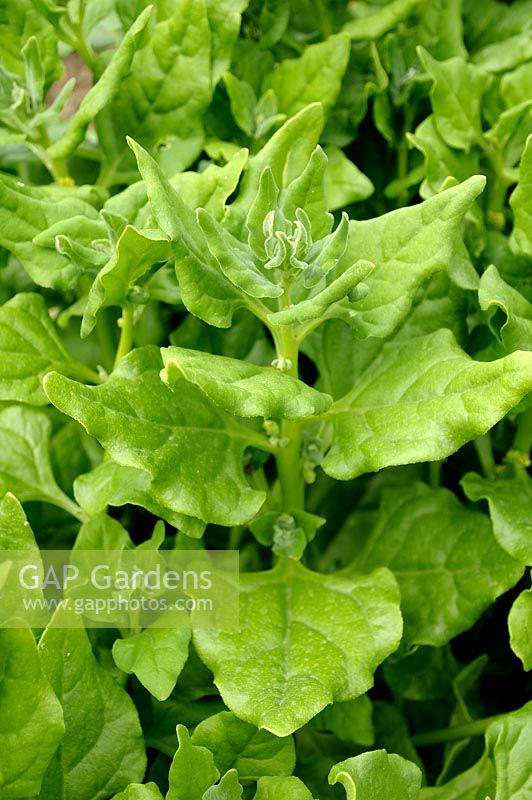 Tetragonia tetragonioides syn. T. expansa, Demidovia tetragonioides - New Zealand Spinach or Tetragon