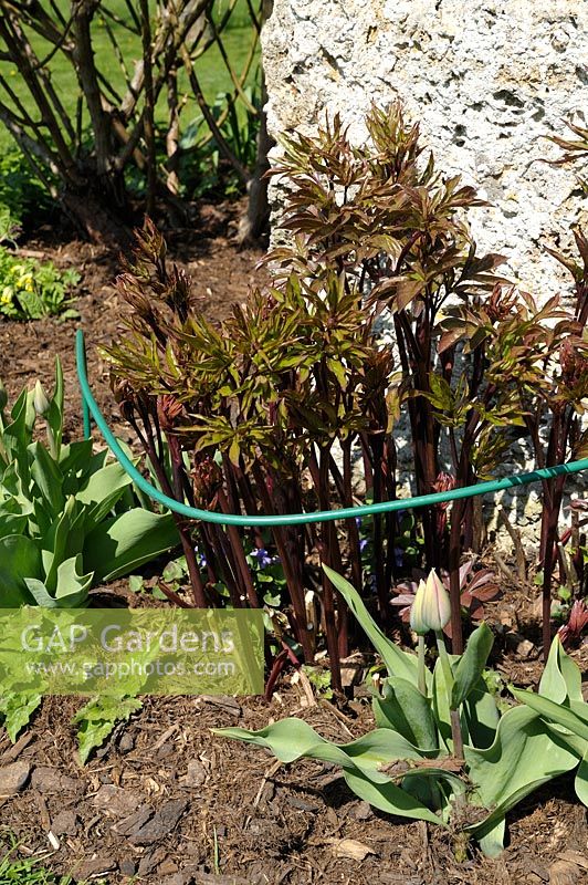 Young spring shoots of Peony supported by a metal hoop and mulched in spring border