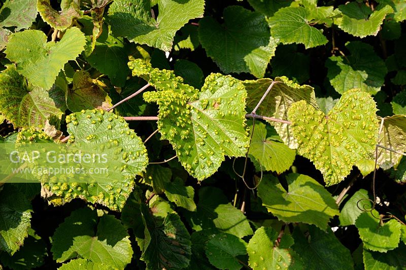 Vitis coignetiae - Crimson Glory Vine, blister aphids damage to leaves