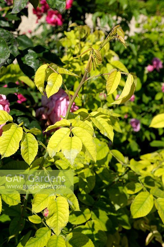 Signs of chlorosis on rose leaves due to iron deficiency