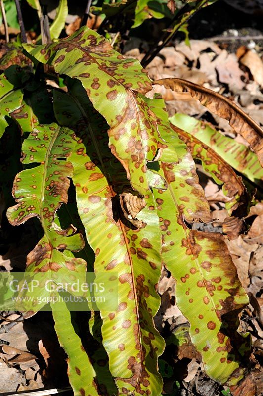 Asplenium nidus - Bird's Nest Fern, damage on leaves