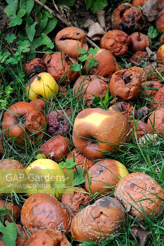 Fallen apples rotting on the ground