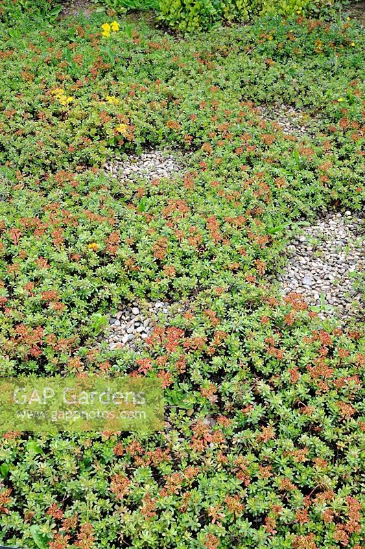 Sedum floriferum 'Weihenstephaner Gold' in gravel garden